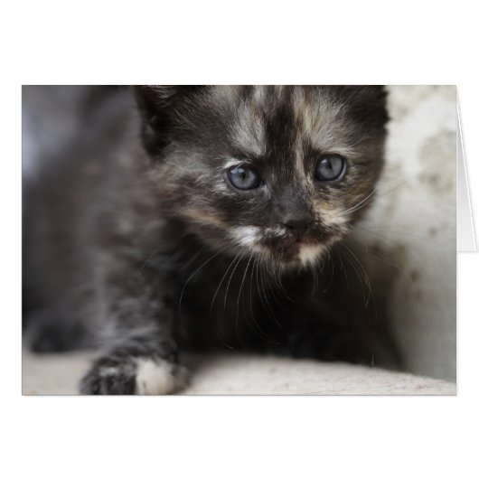 Sweet Shy Tortoiseshell Baby (Vorderseite (Horizontal))