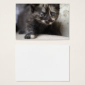 Sweet Shy Tortoiseshell Baby (Vorne & Hinten)