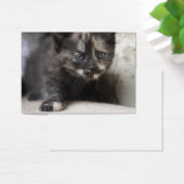 Sweet Shy Tortoiseshell Baby (Schreibtisch)