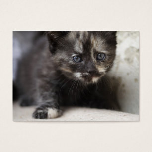 Sweet Shy Tortoiseshell Baby
