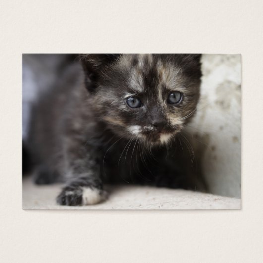 Sweet Shy Tortoiseshell Baby (Vorderseite)