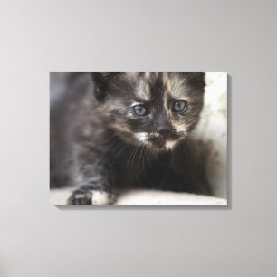 Sweet Shy Tortoiseshell Baby Leinwanddruck