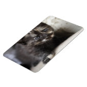 Sweet Shy Tortoiseshell Baby Magnet (Linke Seite)