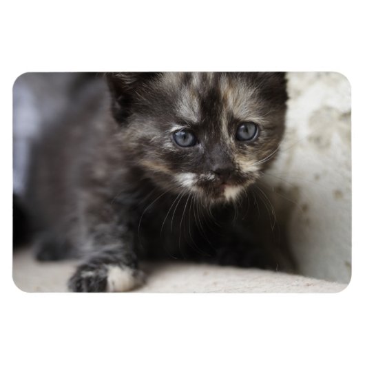 Sweet Shy Tortoiseshell Baby Magnet (Horizontal)