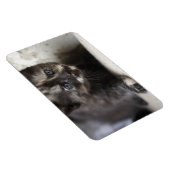 Sweet Shy Tortoiseshell Baby Magnet (Rechte Seite)