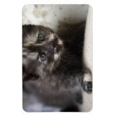 Sweet Shy Tortoiseshell Baby Magnet (Vertikal)