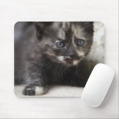 Sweet Shy Tortoiseshell Baby Mousepad (Mit Mouse)