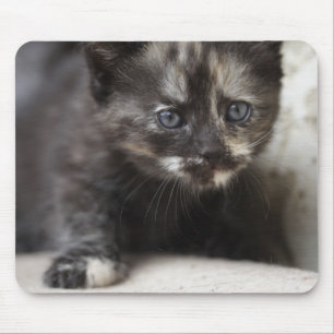 Sweet Shy Tortoiseshell Baby Mousepad