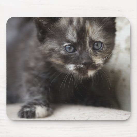 Sweet Shy Tortoiseshell Baby Mousepad (Vorne)