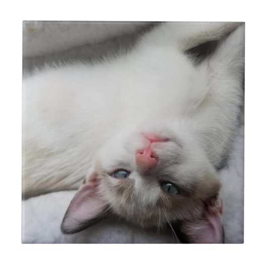 Sweet Siamese Kitten mit blauen Augen Fliese (Vorderseite)
