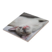 Sweet Siamese Kitten mit blauen Augen Fliese (Seite)