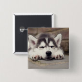 Sweet Siberian Husky Puppy Button (Vorne & Hinten)