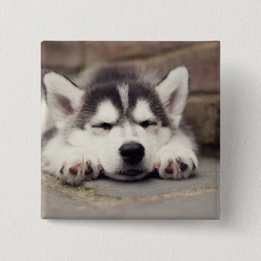 Sweet Siberian Husky Puppy Button (Vorderseite)