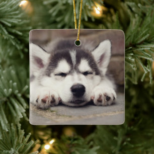 Sweet Siberian Husky Puppy Keramikornament