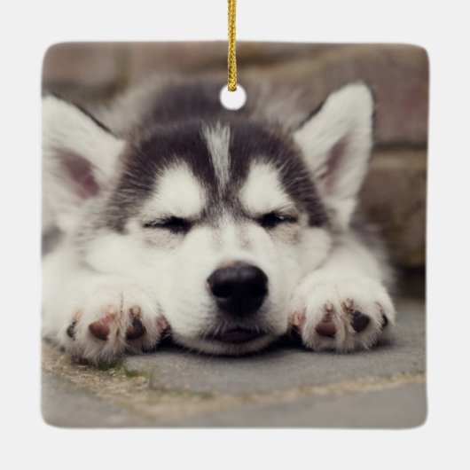 Sweet Siberian Husky Puppy Keramikornament (Rückseite)
