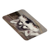 Sweet Siberian Husky Puppy Magnet (Rechte Seite)