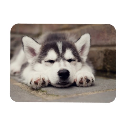 Sweet Siberian Husky Puppy Magnet (Horizontal)