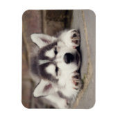 Sweet Siberian Husky Puppy Magnet (Vertikal)