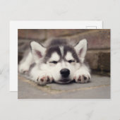 Sweet Siberian Husky Puppy Postkarte (Vorne/Hinten)