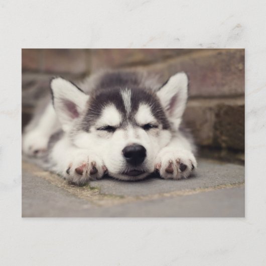 Sweet Siberian Husky Puppy Postkarte (Vorderseite)