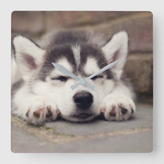 Sweet Siberian Husky Puppy Quadratische Wanduhr (Vorderseite)