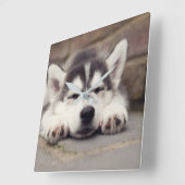 Sweet Siberian Husky Puppy Quadratische Wanduhr (Winkel)