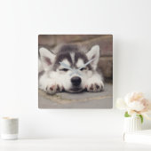 Sweet Siberian Husky Puppy Quadratische Wanduhr (Zuhause)