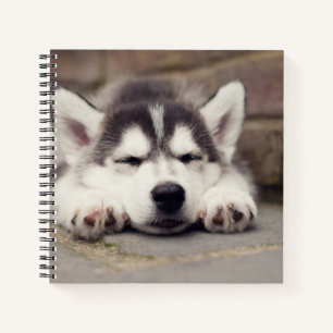 Sweet Siberian Husky Welppy Sleeping Notizblock