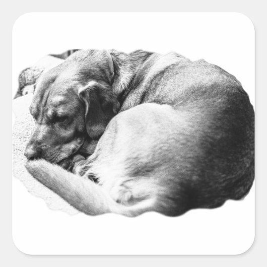 Sweet Slumber Quadratischer Aufkleber (Vorderseite)