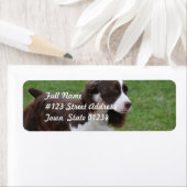 Sweet Springer Spaniel (Insitu)