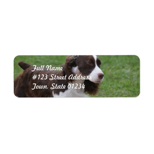 Sweet Springer Spaniel (Vorne)