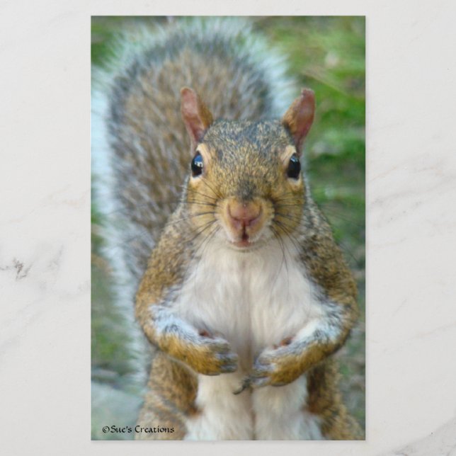 Sweet Squirrel Face (Vorderseite)