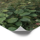 Sweet Summer by John William Waterhouse Poster (Ecke)