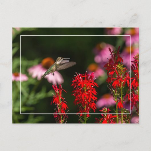 Sweet Summer Postkarte (Vorderseite)