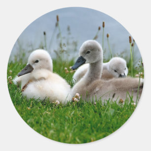 Sweet Swan Babies - Aufkleber