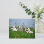Sweet Swan Babies - Postkarte (Stehend Vorderseite)