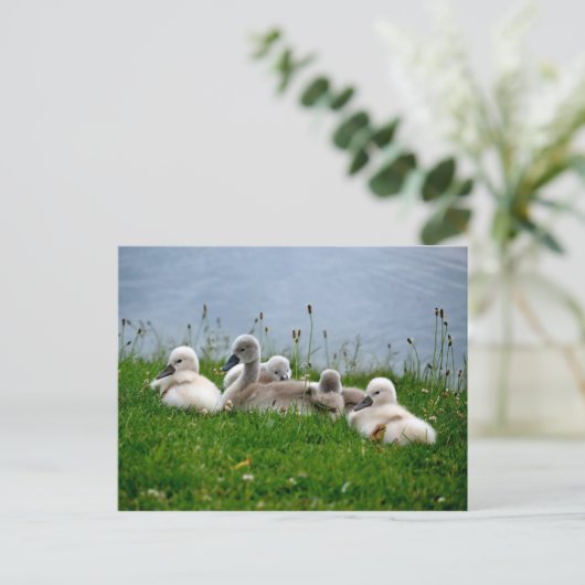 Sweet Swan Babies - Postkarte (Stehend Vorderseite)