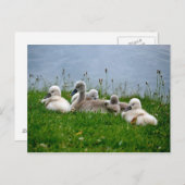 Sweet Swan Babies - Postkarte (Vorne/Hinten)
