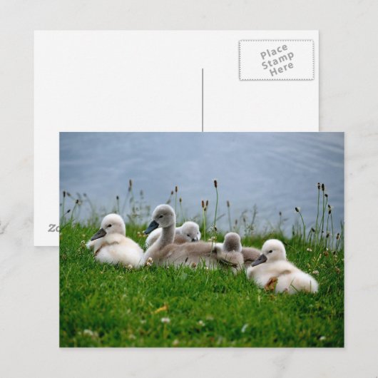 Sweet Swan Babies - Postkarte (Vorne/Hinten)