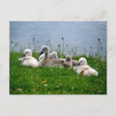 Sweet Swan Babies - Postkarte (Vorderseite)