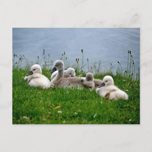 Sweet Swan Babies - Postkarte (Vorderseite)