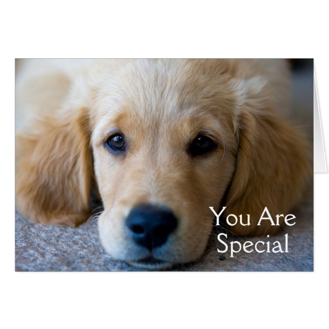 Sweet, Sweet Puppy (Vorderseite (Horizontal))