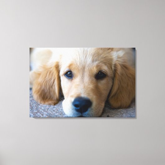 Sweet, Sweet Puppy Leinwanddruck (Vorderseite)