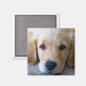 Sweet, Sweet Puppy Magnet (Vorderseite/Rückseite)