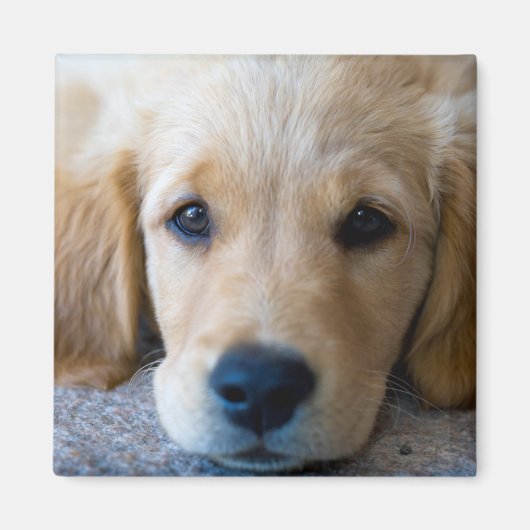 Sweet, Sweet Puppy Magnet (Vorne)