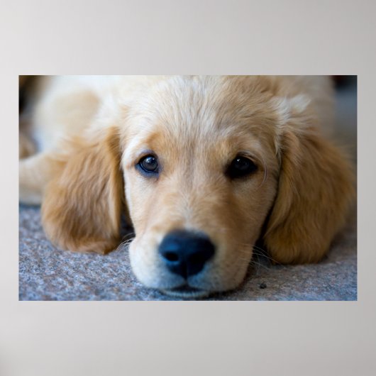 Sweet, Sweet Puppy Poster (Vorne)