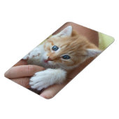 Sweet Tabby Baby Magnet (Linke Seite)