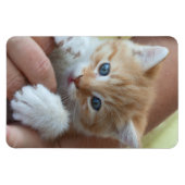 Sweet Tabby Baby Magnet (Horizontal)