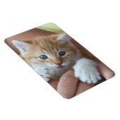 Sweet Tabby Baby Magnet (Rechte Seite)