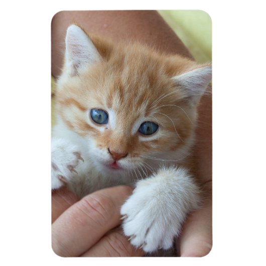 Sweet Tabby Baby Magnet (Vertikal)